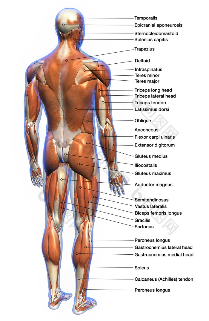 身体肌肉发达的躯干介绍