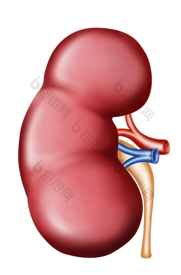 人体肾脏器官示例图