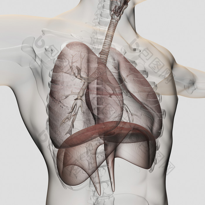 人体肺部结构示例图