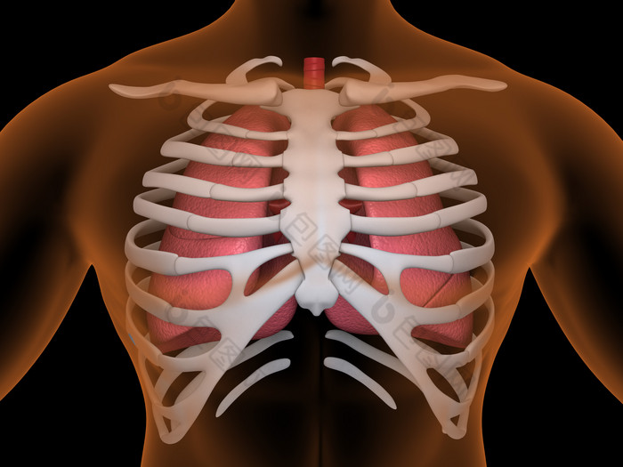 解剖学人体胸部骨架