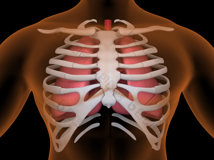 胸腔图片结构图骨骼图片