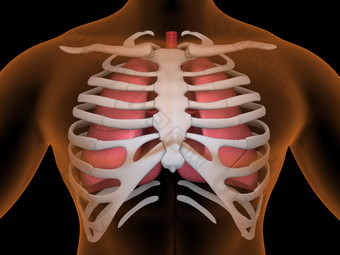 解剖学人体胸部骨架