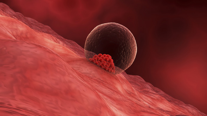 生物医学子宫胚细胞