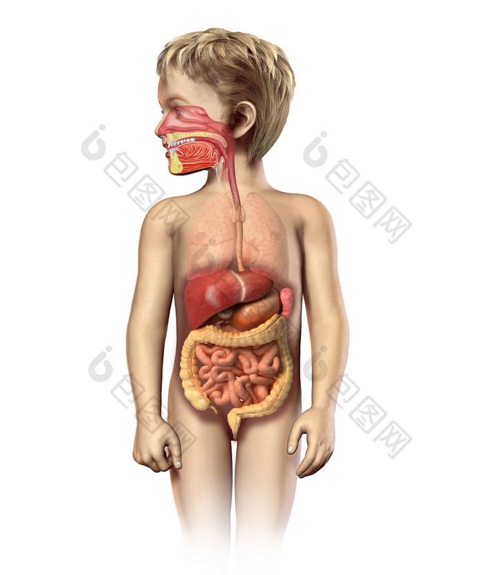 解剖学孩子的消化系统