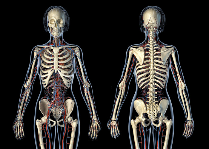 骨架血液循环系统图表