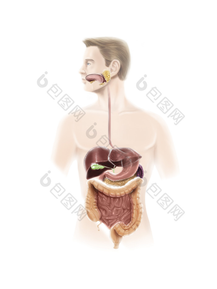 人体消化器官示例图