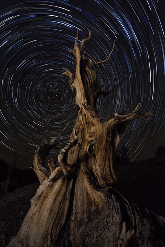 枯木夜空星空摄影插图