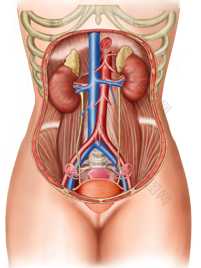 女性肾脏子宫示例解剖图