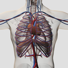 人体心肺神经结构图