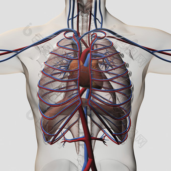 人体心肺神经<strong>结构图</strong>