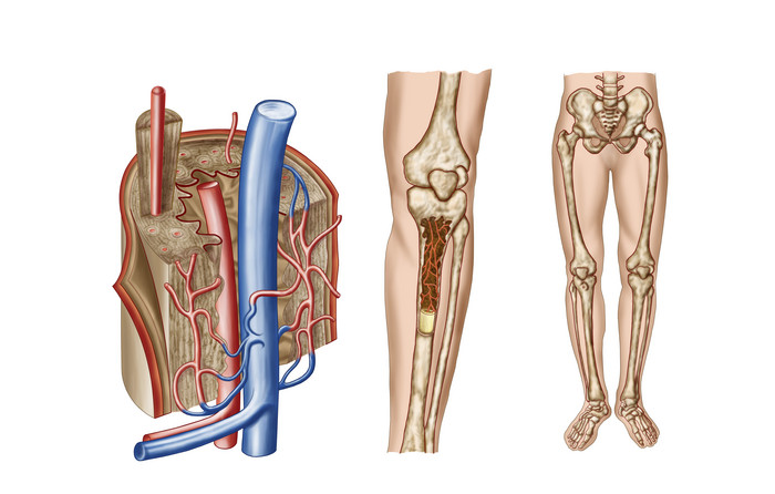 腿部骨骼神经血管分布图