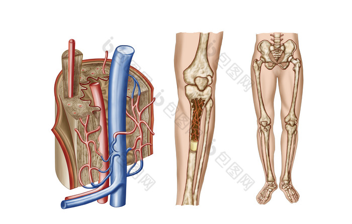 腿部骨骼神經血管分佈圖