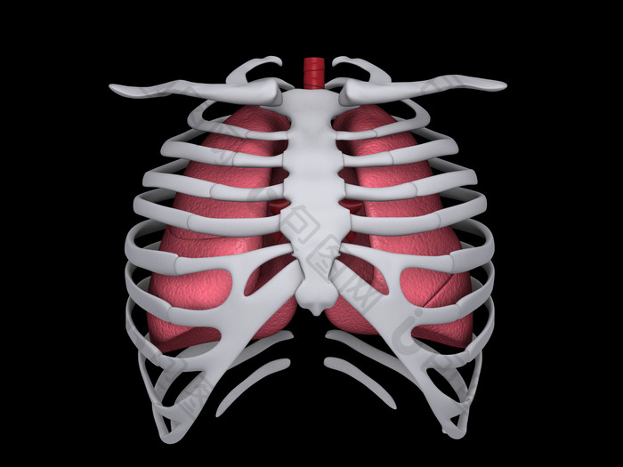 人体胸部骨架摄影图
