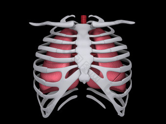 人体胸部骨架摄影图