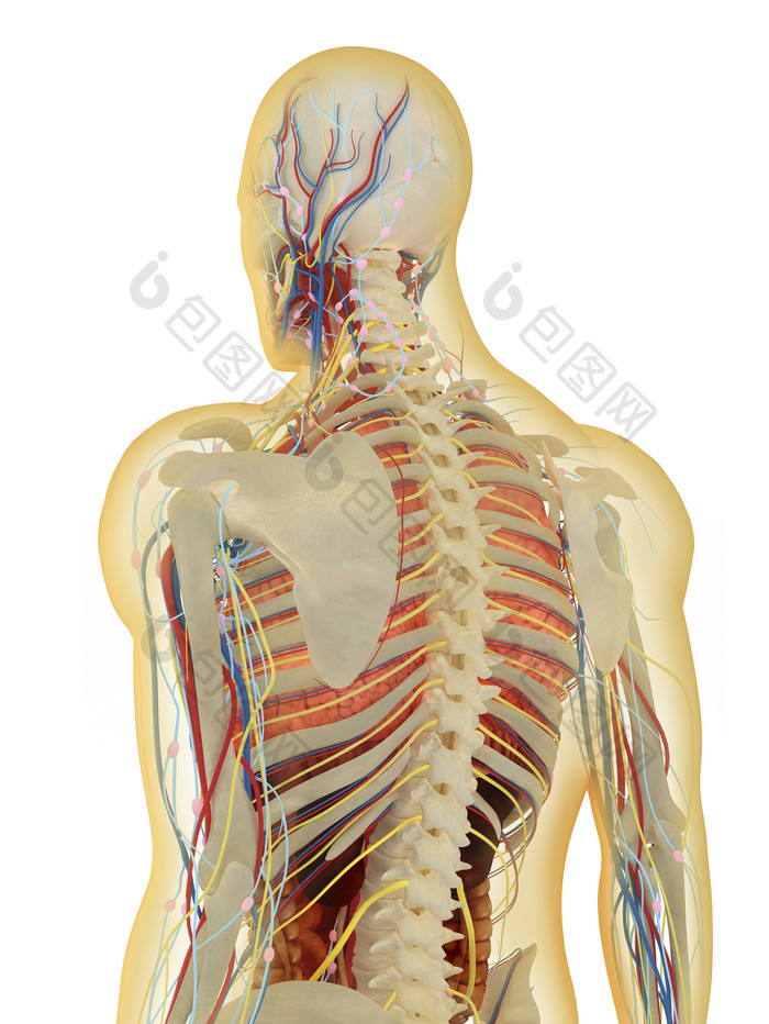 人体背部组织结构图