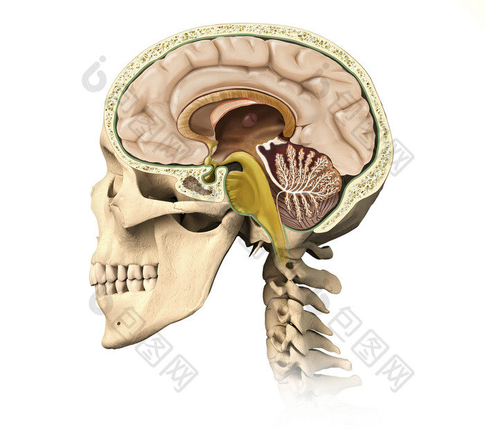 解剖学头骨的侧面摄影图