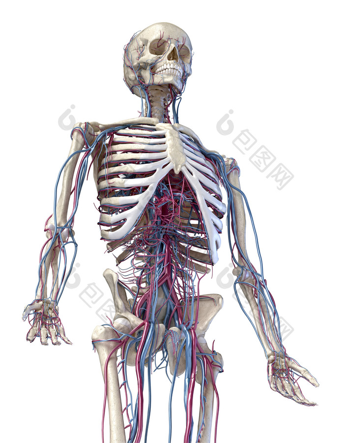 人类生物医学骨架模型