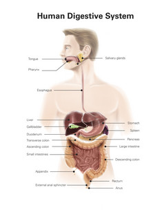 人体消化器官结构图