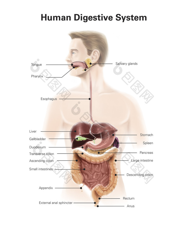 人体消化器官结构图