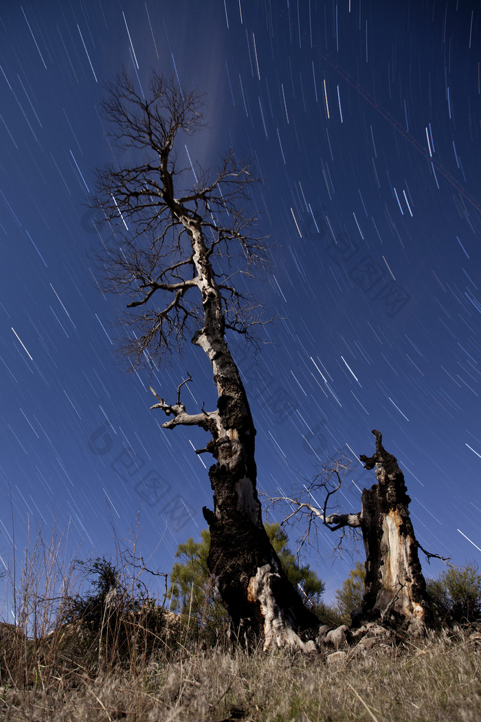 森林树木星空摄影插图