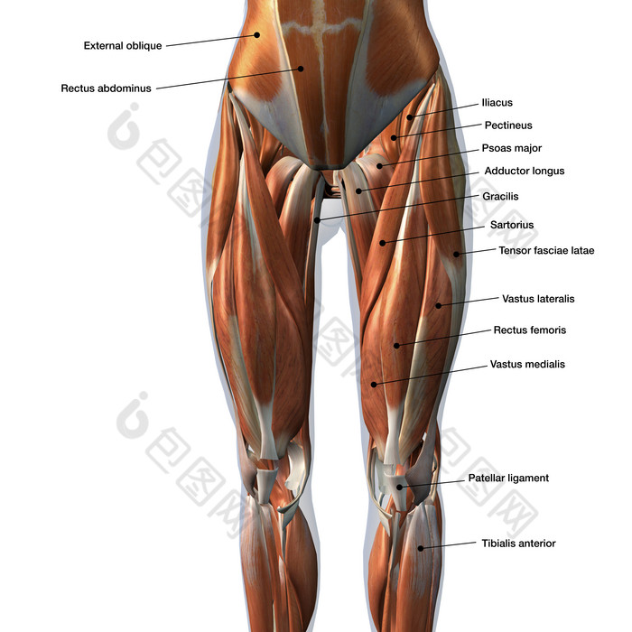 成年人类大腿肌肉分布图
