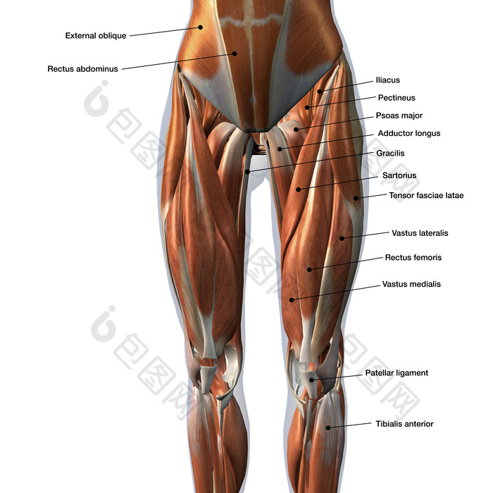 大腿肌肉图解清晰图片