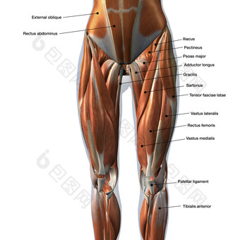 成年人类大腿肌肉分布图