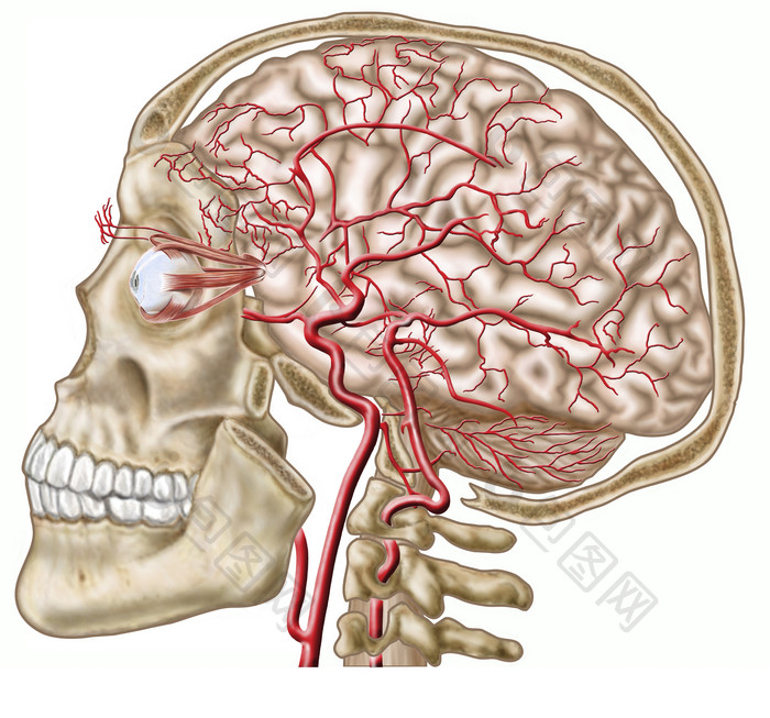人体头部血管动脉示例图