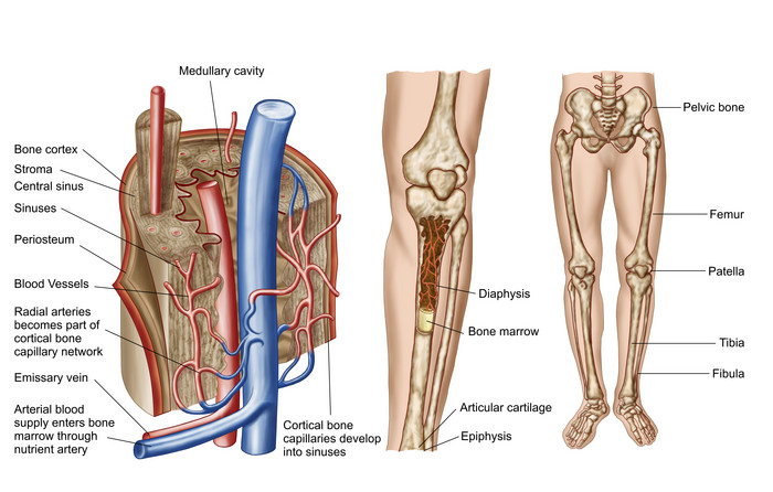 小腿骨髓神经血管结构图