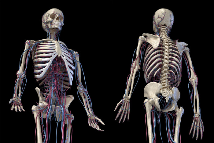 人类解剖学全身骨架模型