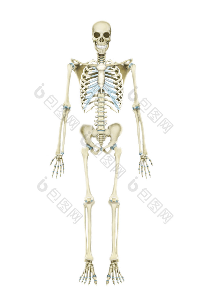 人体骨架骨骼结构图