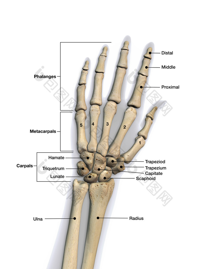 人类手部各个骨骼的医学名称