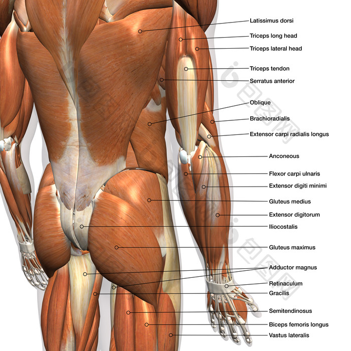 身体肌肉发达的躯干解剖