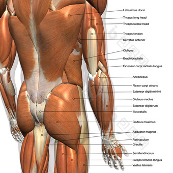 身体<strong>肌肉</strong>发达的躯干<strong>解剖</strong>