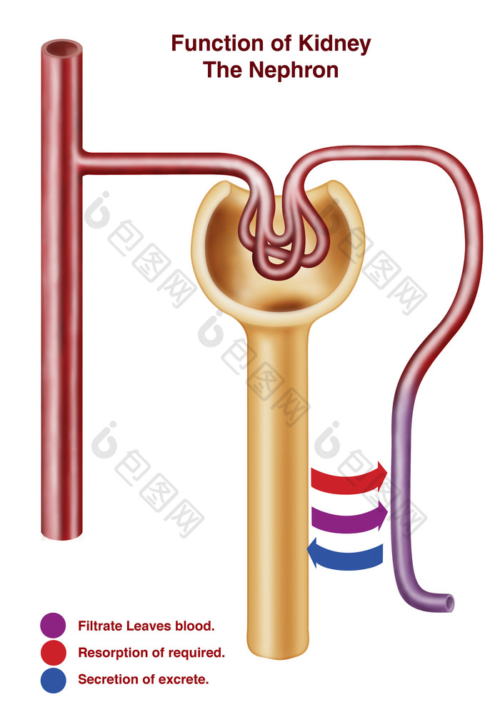 人体肾脏尿管示例结构图