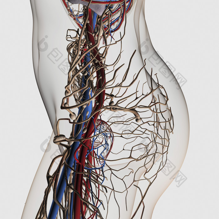 人体臀部神经动脉结构图