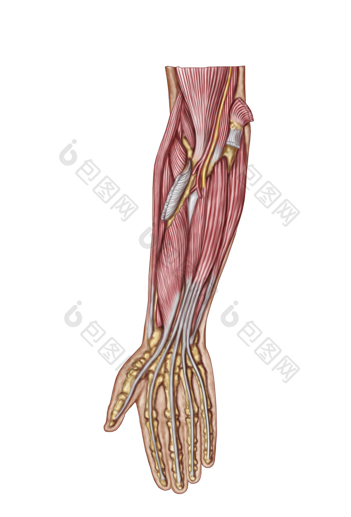 手臂肌肉神经分布图
