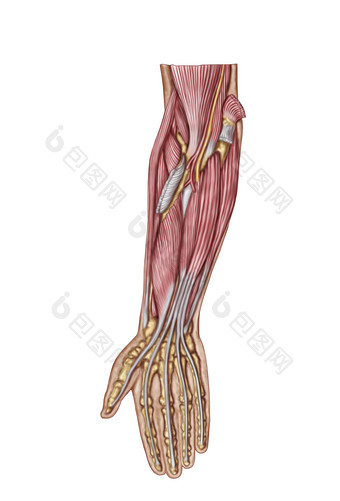 手臂肌肉神经分布图