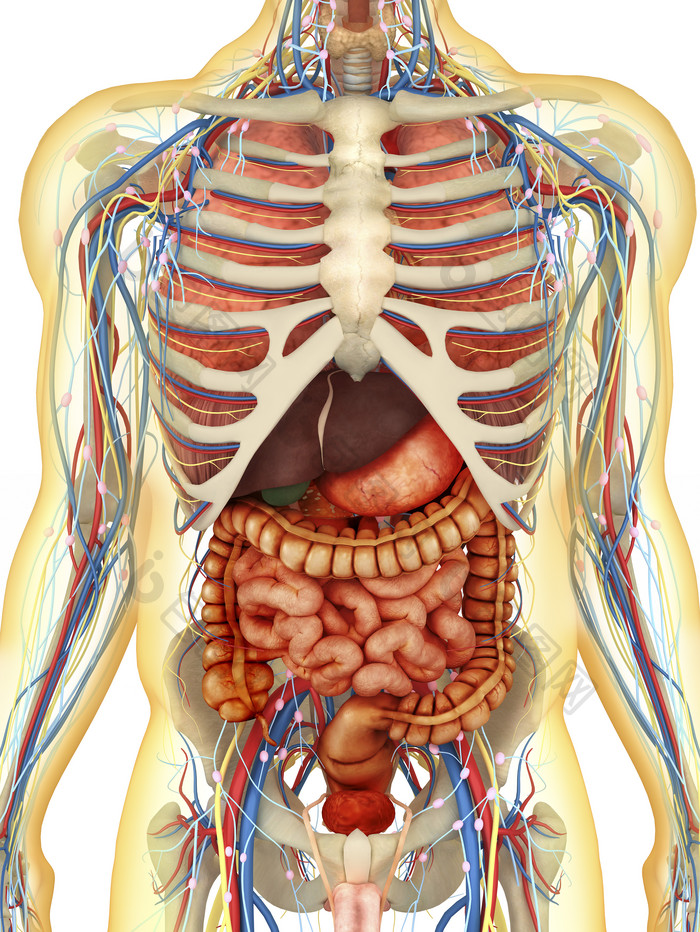 人体各类器官组织图