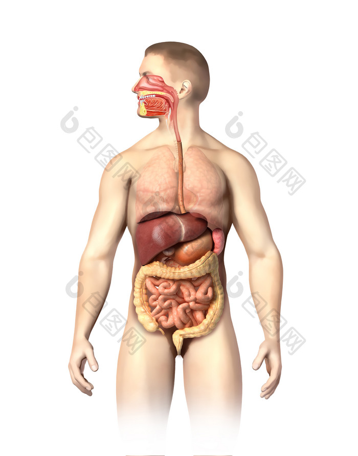 人体消化系统摄影图