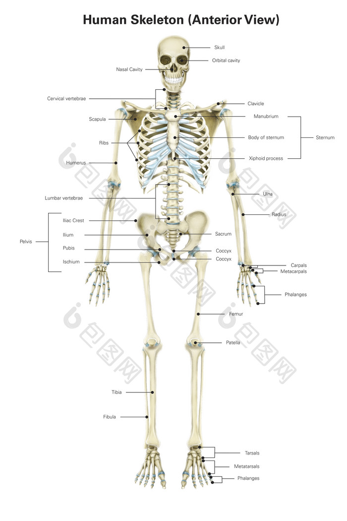 人体骨骼分布示例图