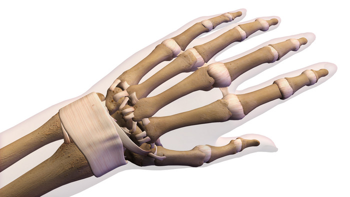 成年人类的手部骨骼健康状态