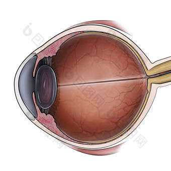 眼球结构解剖示例图图片