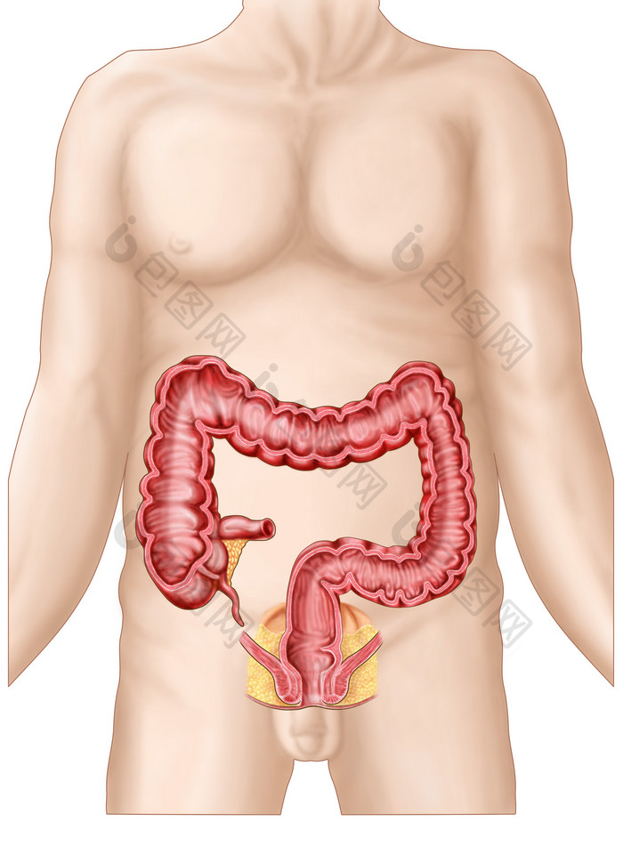 人体消化肠道示例结构图
