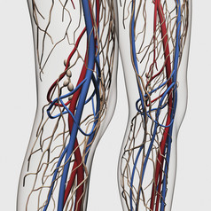人体腿部膝盖动脉示例结构图
