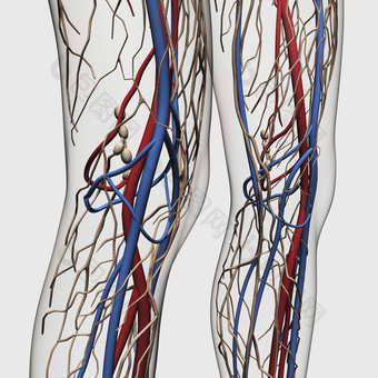 人体<strong>腿部</strong>膝盖动脉示例结构图