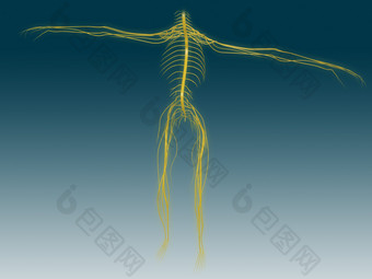 人体坐骨神经分布图