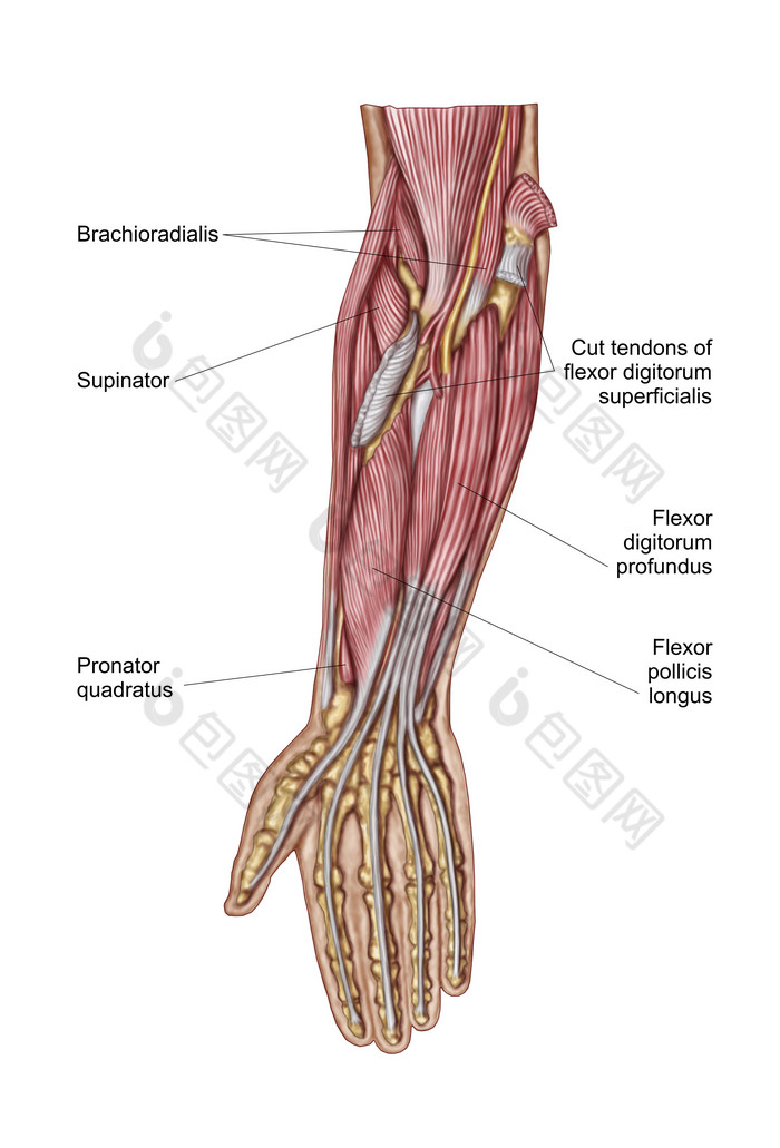 人体手臂肌肉结构图