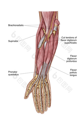 <strong>人体</strong>手臂肌肉结构图