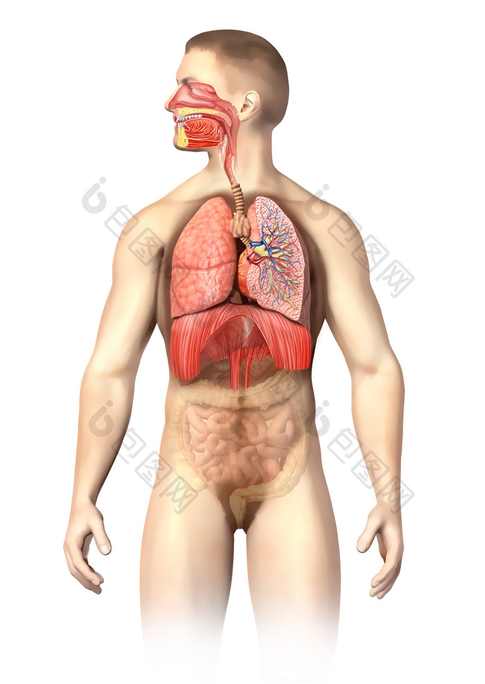 男性的呼吸系统摄影图
